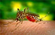 US hit by worst outbreak of deadly West Nile virus